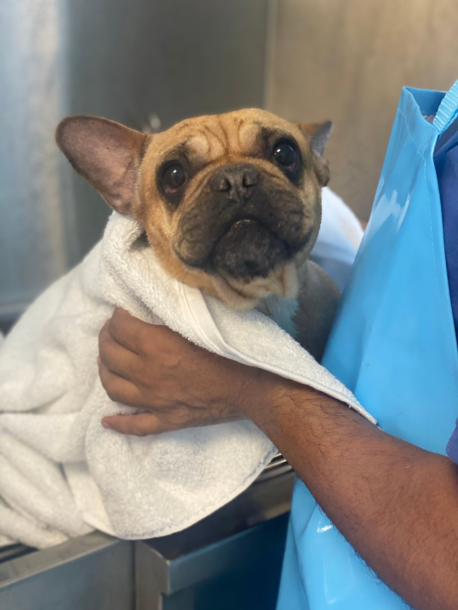 French bulldog - El Paso, TX - Dog Lovers Grooming