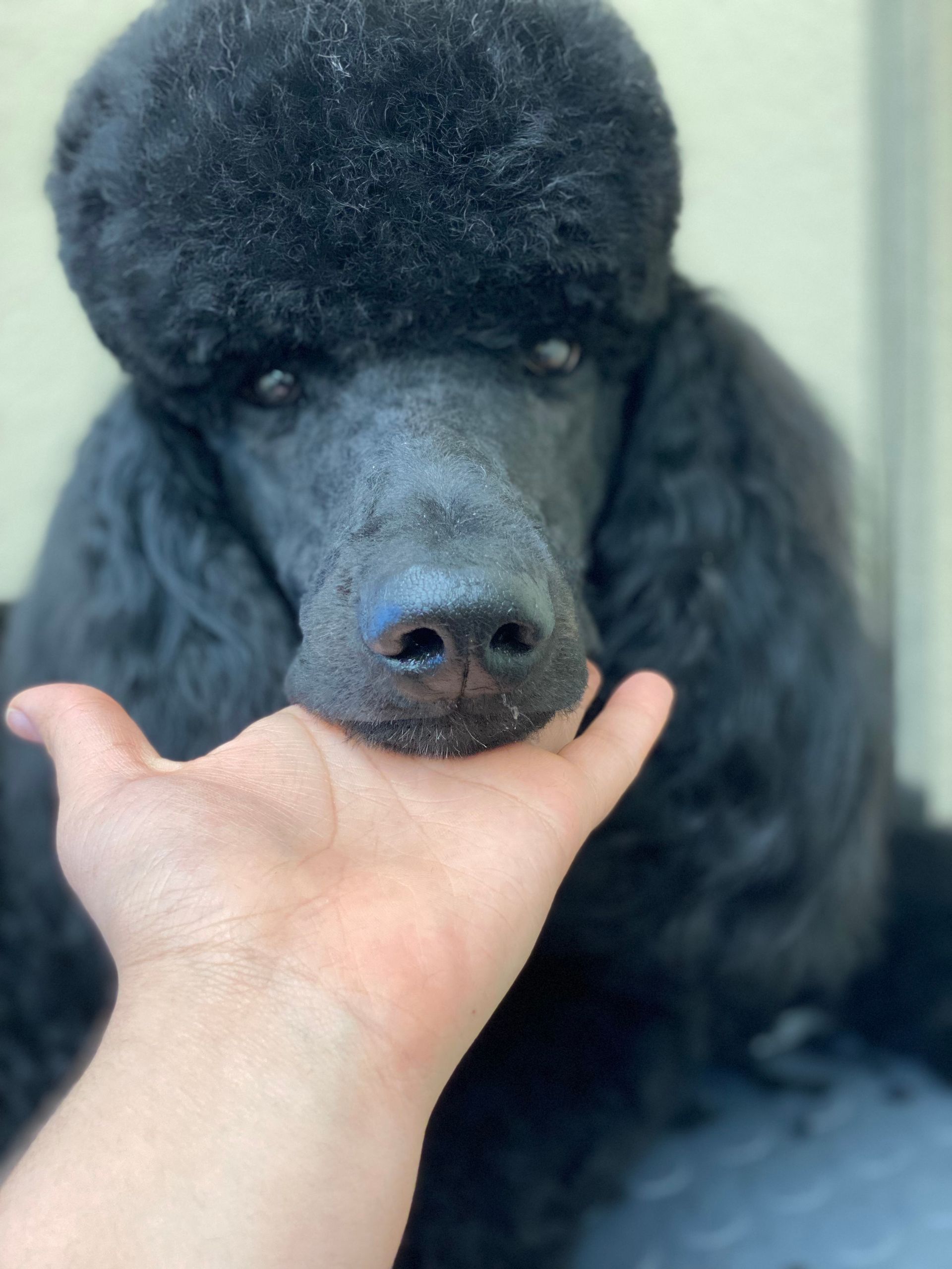 Black poodle dog - El Paso, TX - Dog Lovers Grooming