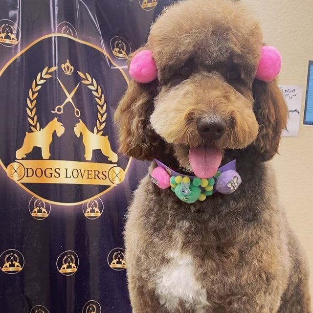 Brown poodle dog - El Paso, TX - Dog Lovers Grooming