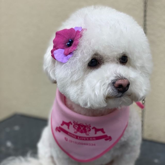 Dog with pink flower - El Paso, TX - Dog Lovers Grooming