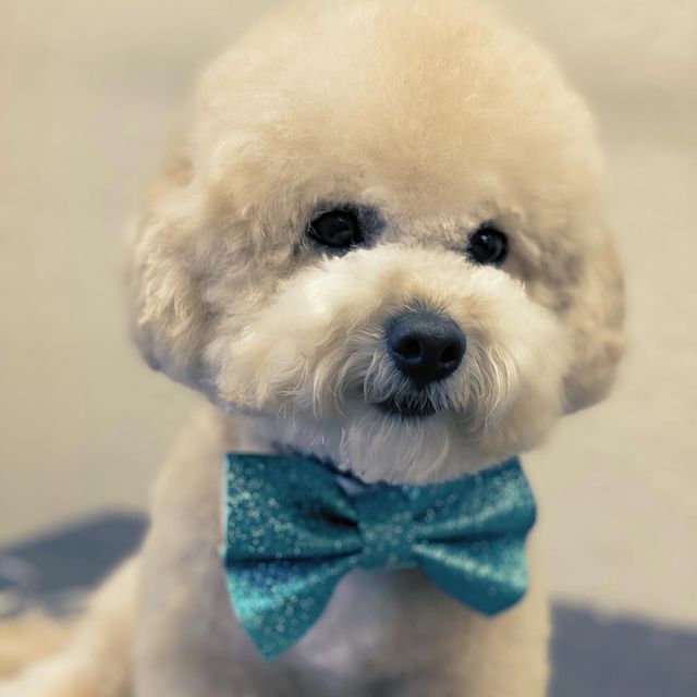 Dog with blue bow tie - El Paso, TX - Dog Lovers Grooming