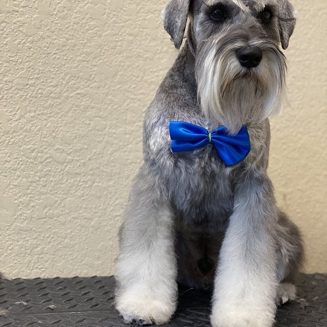 Schnauzer dog - El Paso, TX - Dog Lovers Grooming