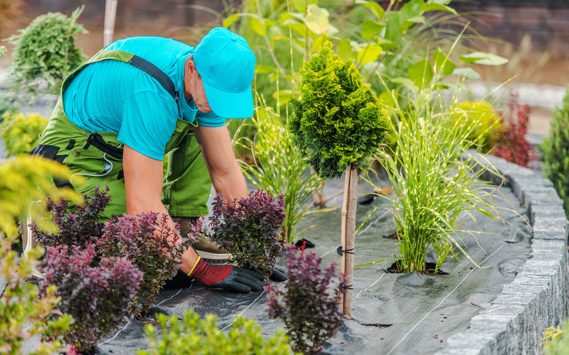 A man is planting trees in a garden.