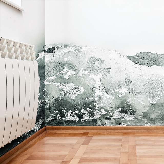 Mold Removal in Denver, CO | Quick Restore of Colorado, LLC