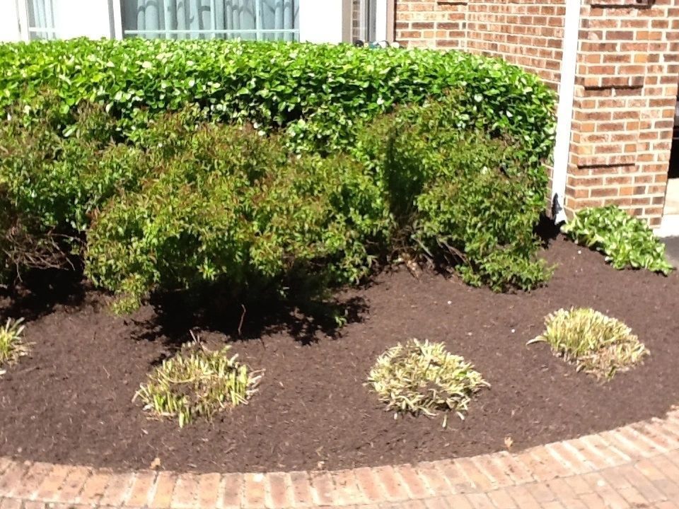 Bushes in front of a brick building and a green ivy hedge, surrounded by brown mulch.