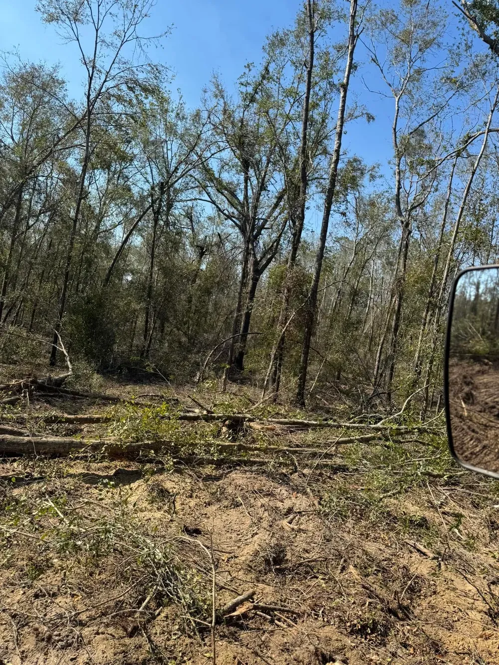 Trees and brush on a cleared, dirt surface under a blue sky.