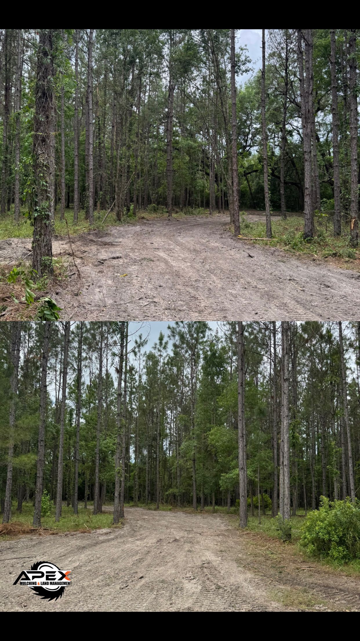 Dirt road through a forest, lined with tall trees. A vehicle is parked at the road's edge in the bottom image.