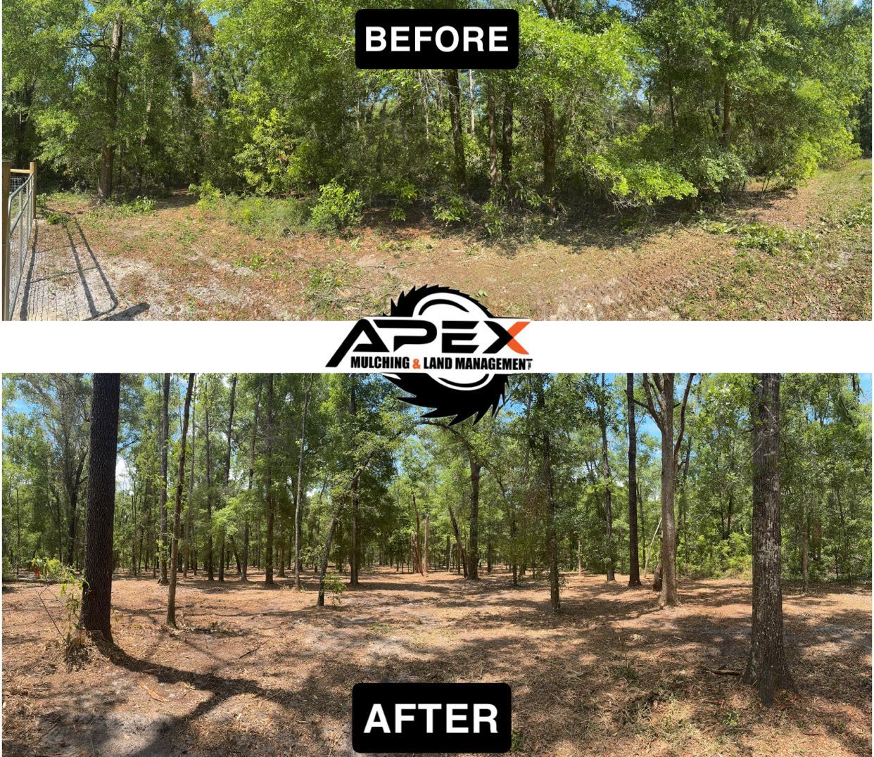 Before and after photos of land clearing. Trees and brush removed, creating an open, sunny forest floor.