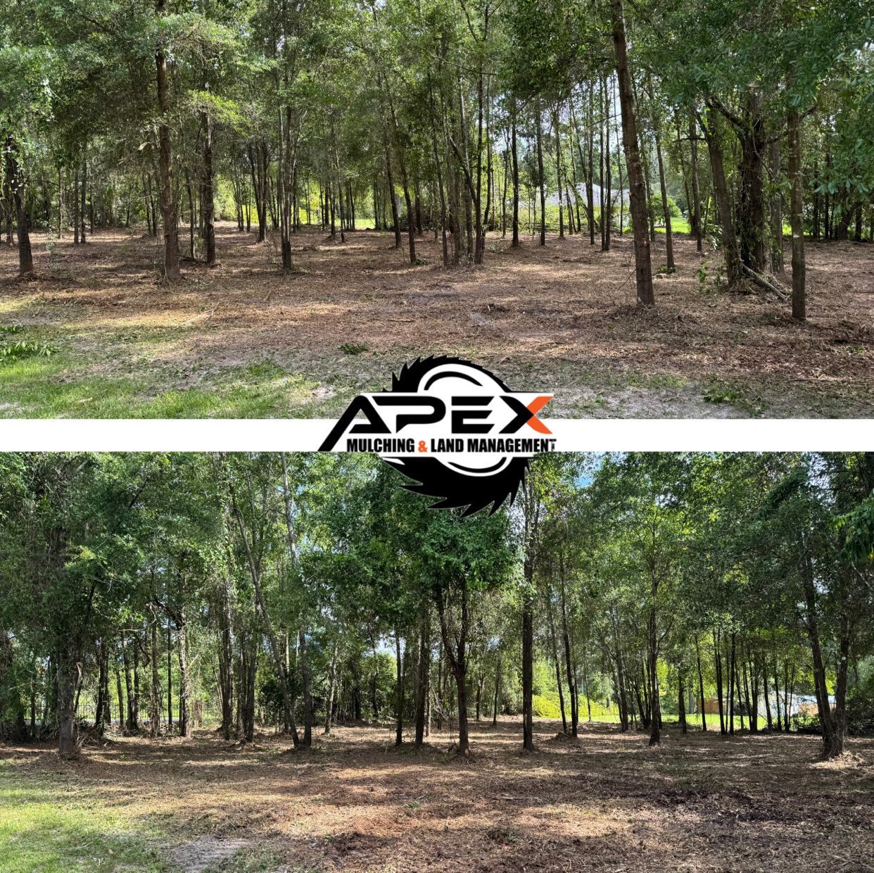 Before and after of a wooded area cleared by Apex, showcasing land clearing services.