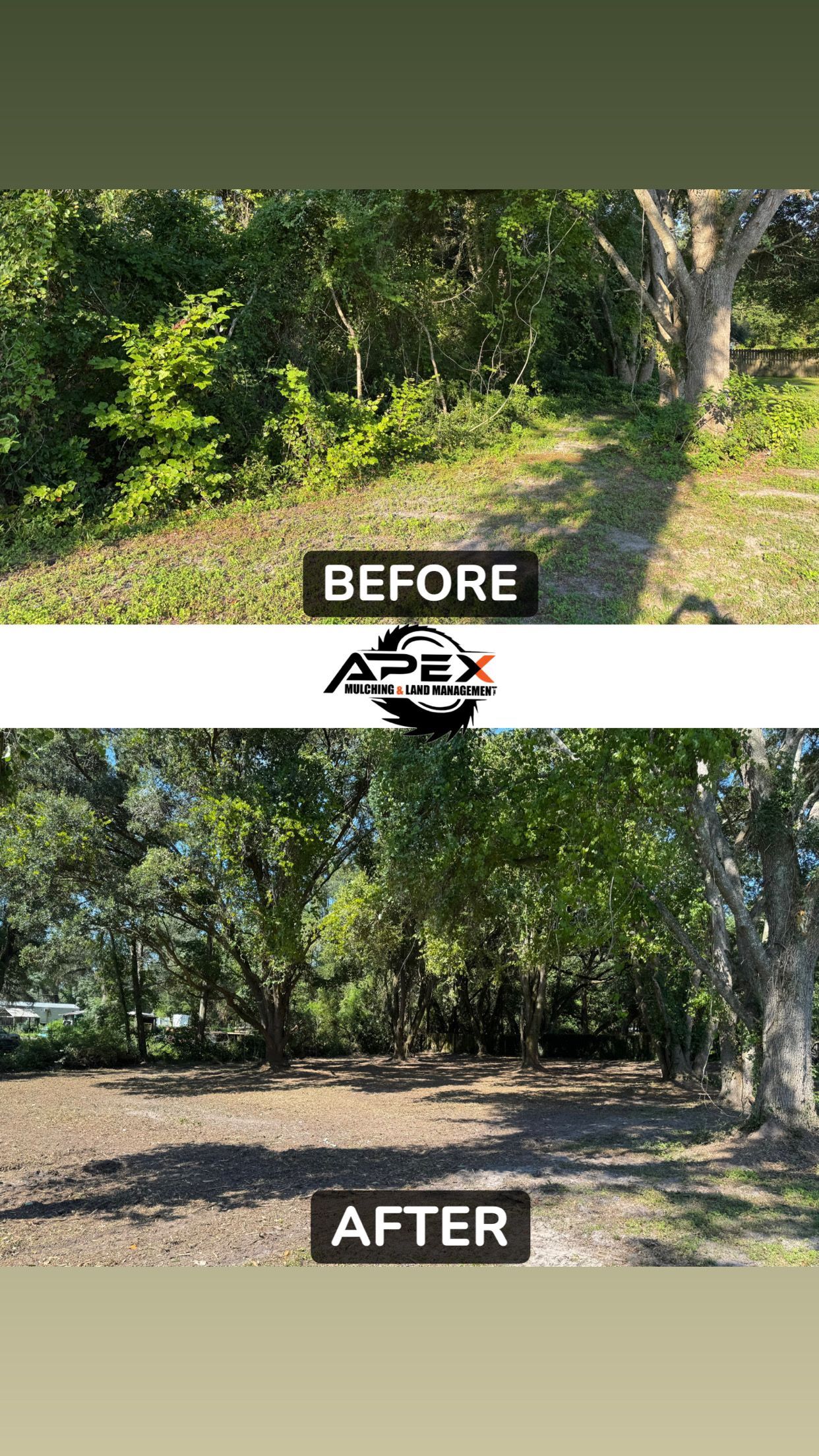 Before-and-after of a lot cleared of brush and undergrowth; green trees remain in the background.