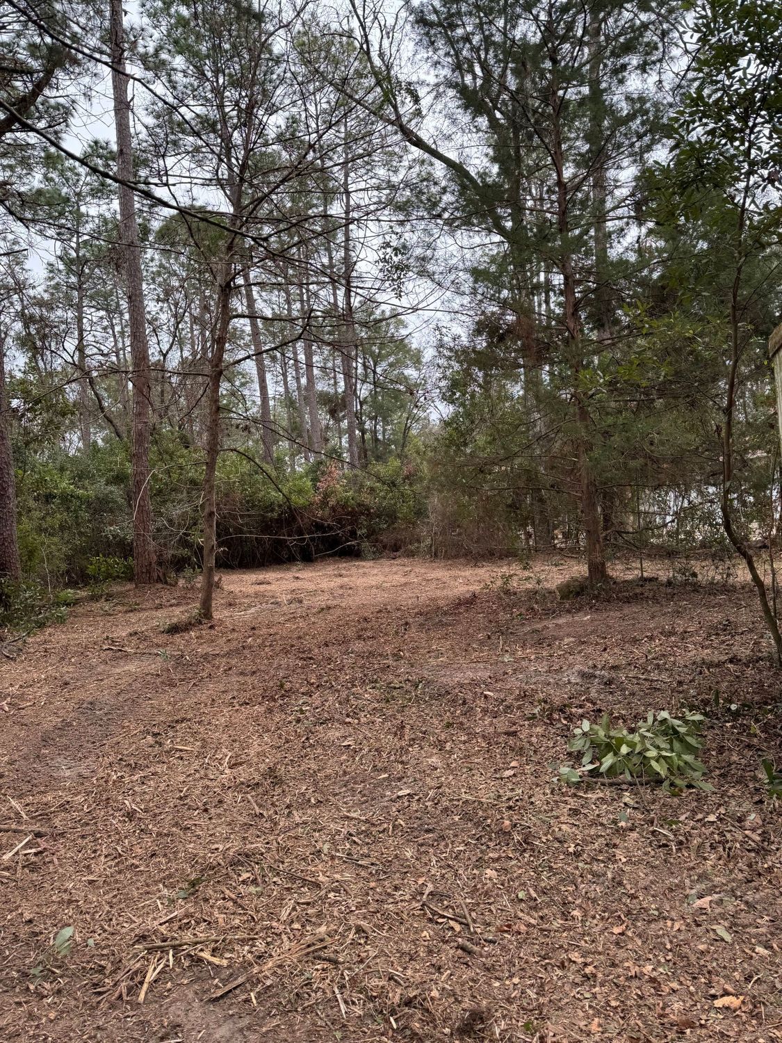 Clearing in a wooded area with scattered brown mulch. Trees surround the opening.