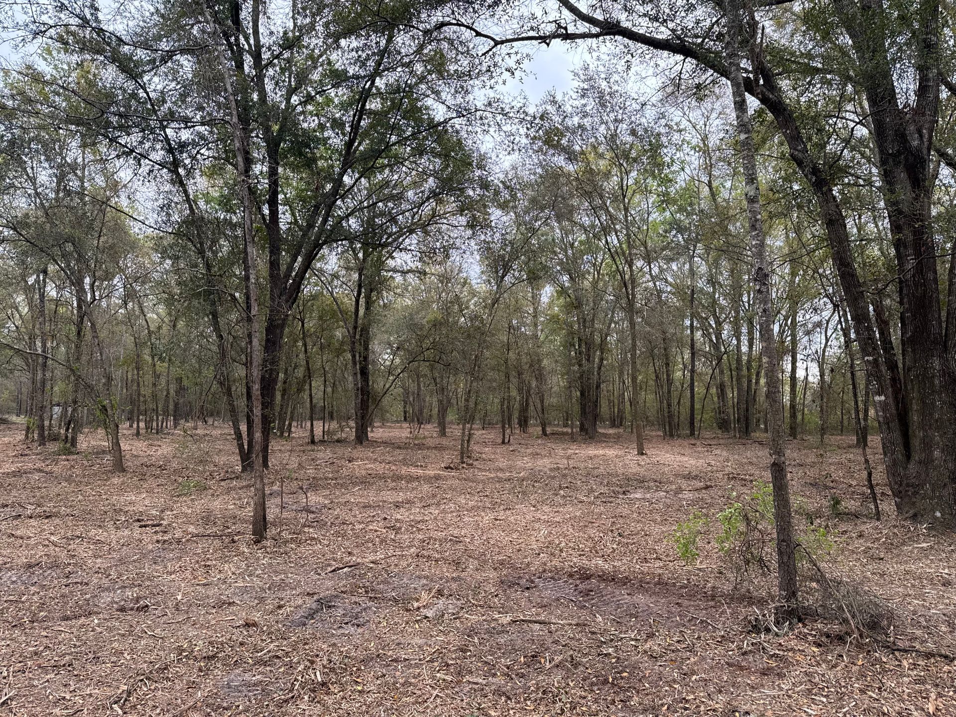 Forest scene with brown leaves on the ground, trees with sparse green and brown leaves, under a cloudy sky.