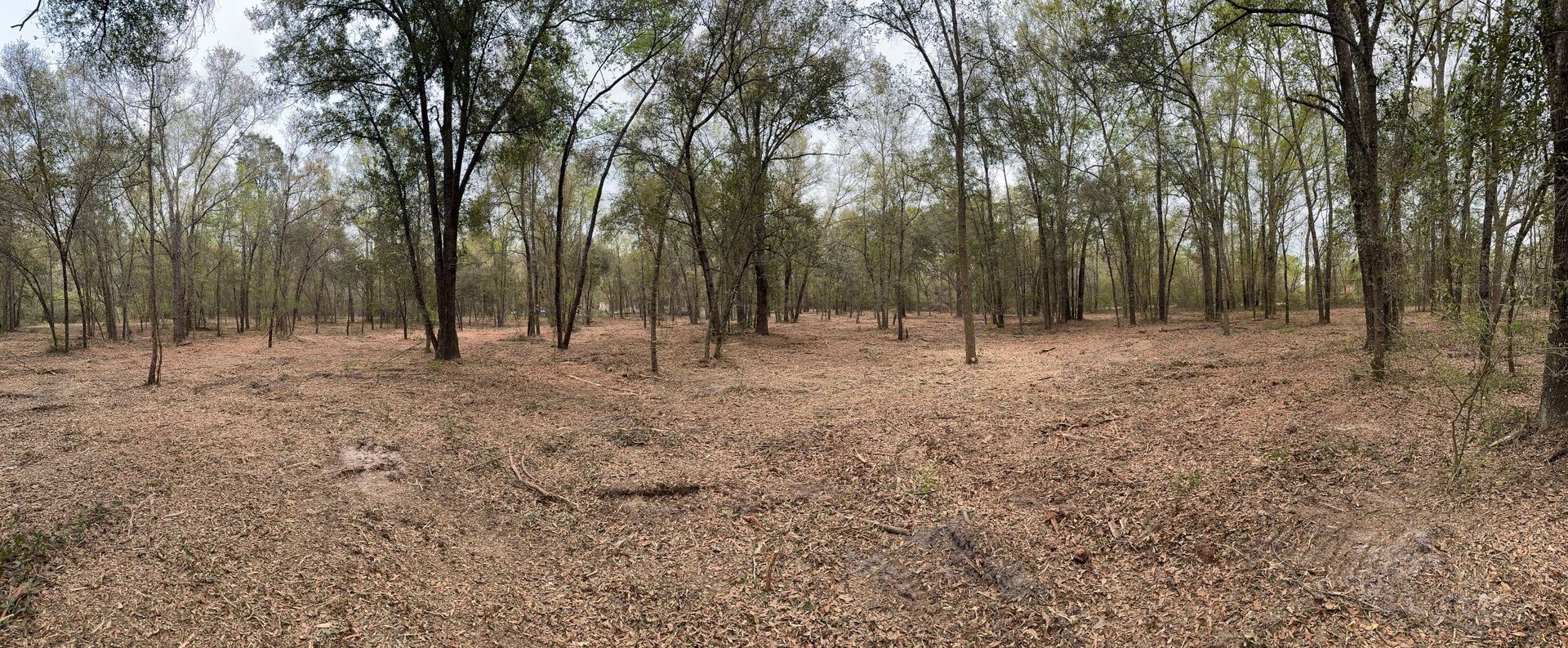 A forest with bare trees and a brown forest floor covered in fallen leaves.