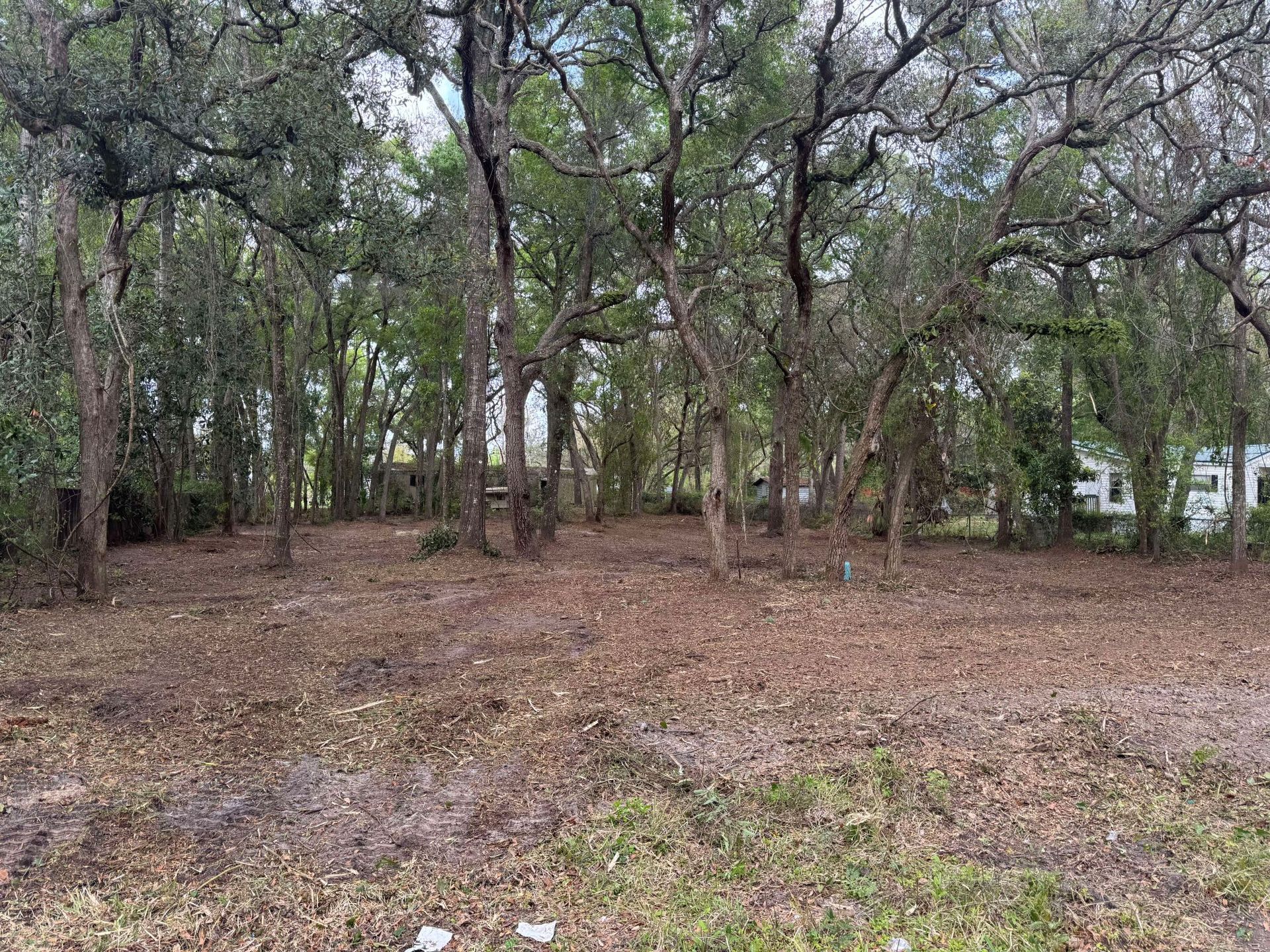 Brown leaf-covered ground with sparse vegetation and tall trees; daytime outdoor setting.