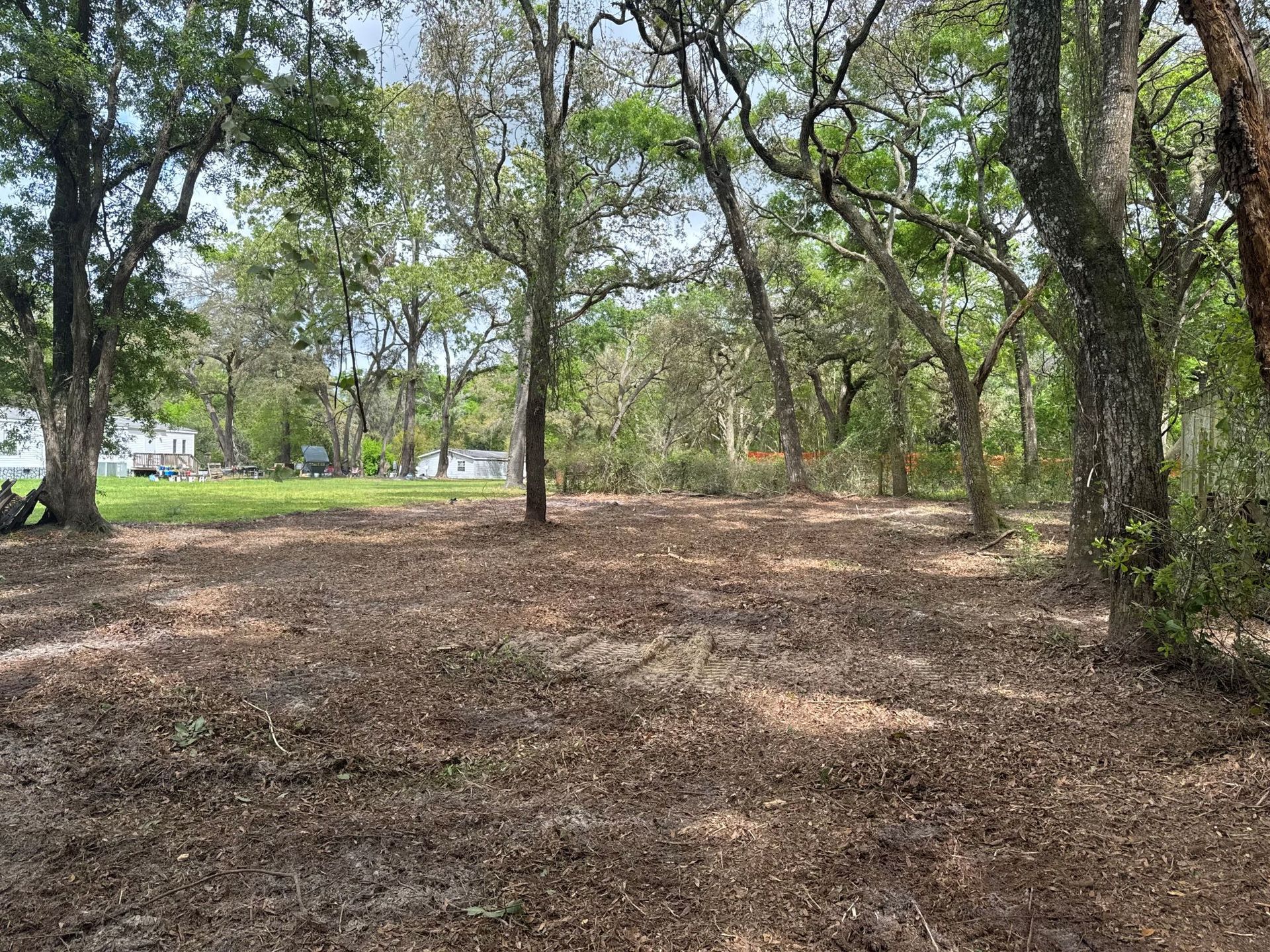 A wooded lot with trees and dry leaves covering the ground.