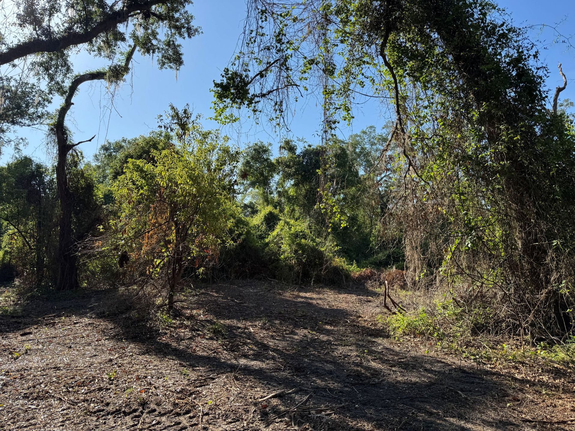 A wooded area with a path covered in leaves; trees and vines are abundant, under a blue sky.