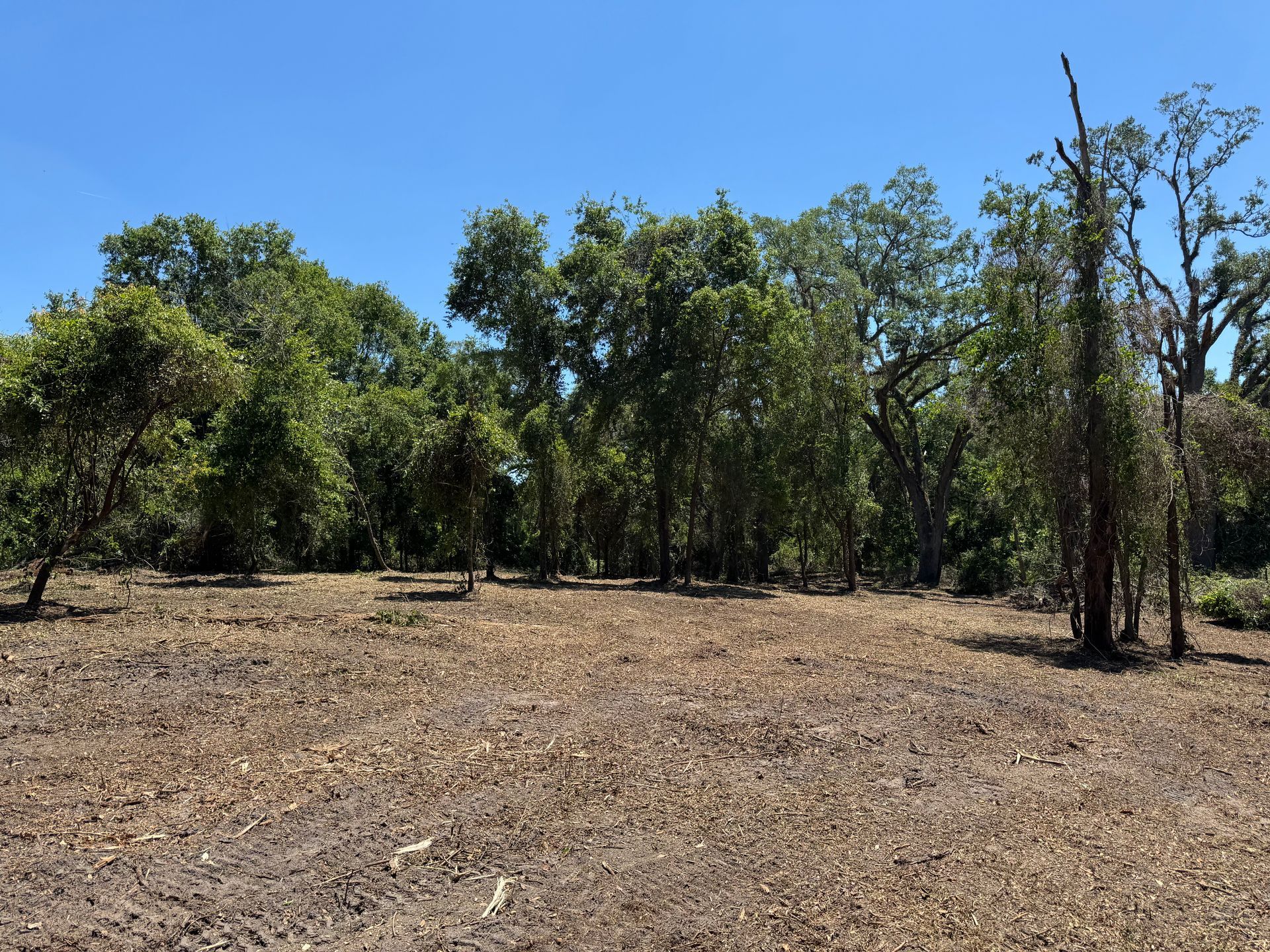 Trees line a dirt clearing under a clear blue sky.
