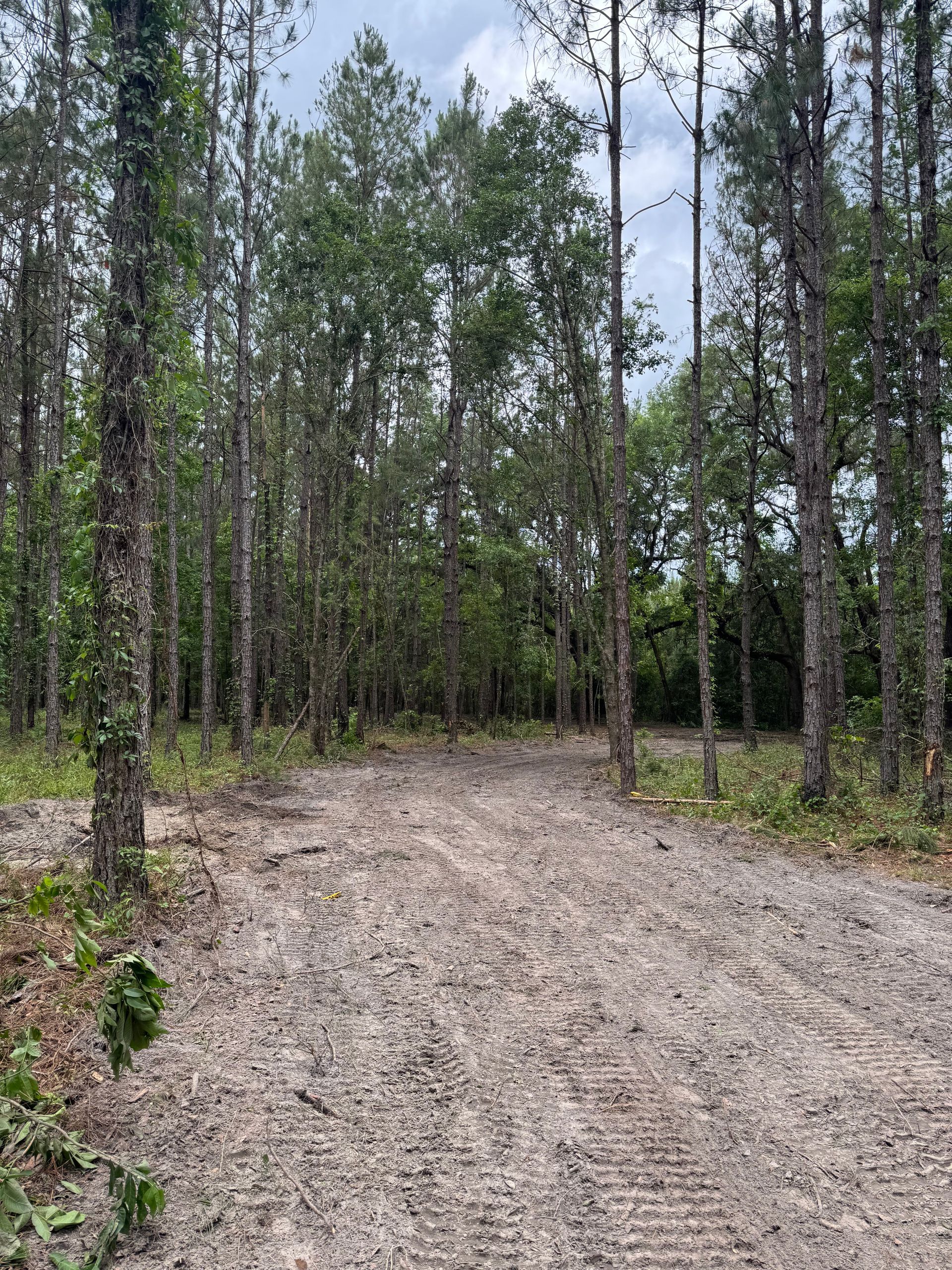 Dirt path through a clearing in a green forest, under a cloudy sky.