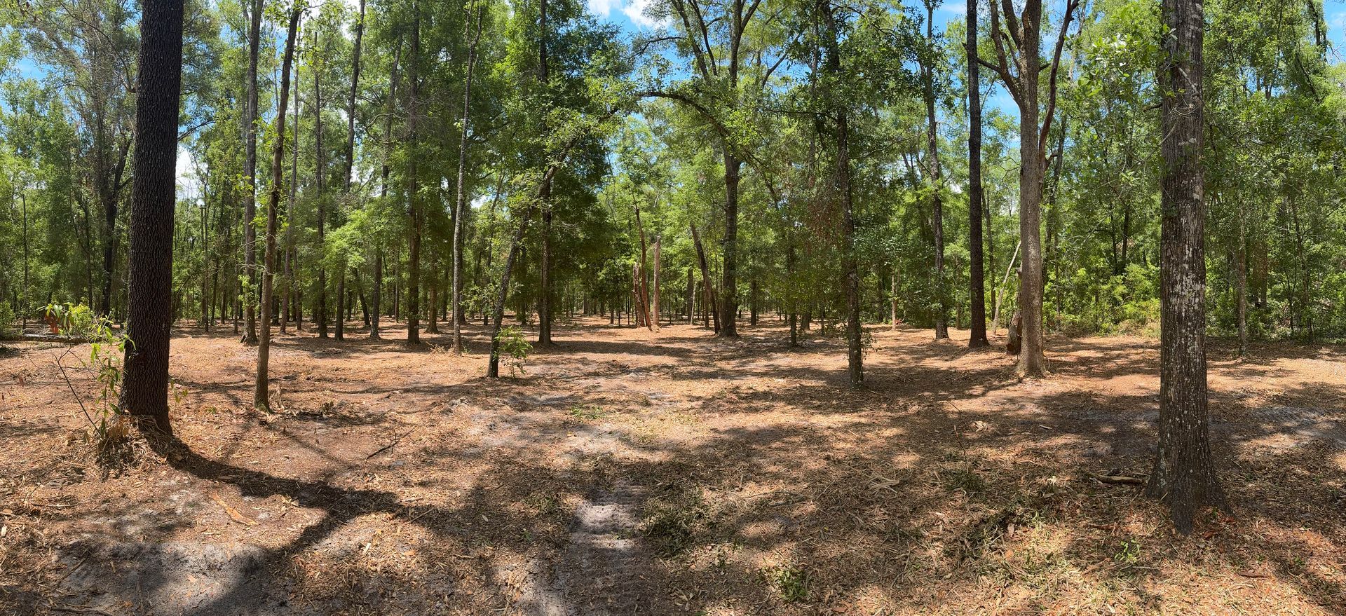 A dense forest with many trees, sunlit, with a ground covered in dry leaves and shadows.