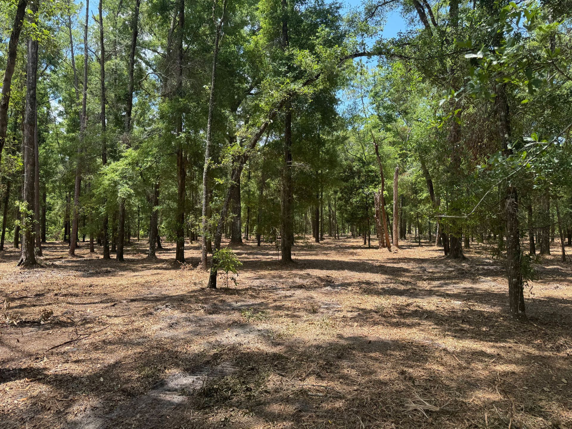 Forest clearing with trees and brown leaves on the ground.