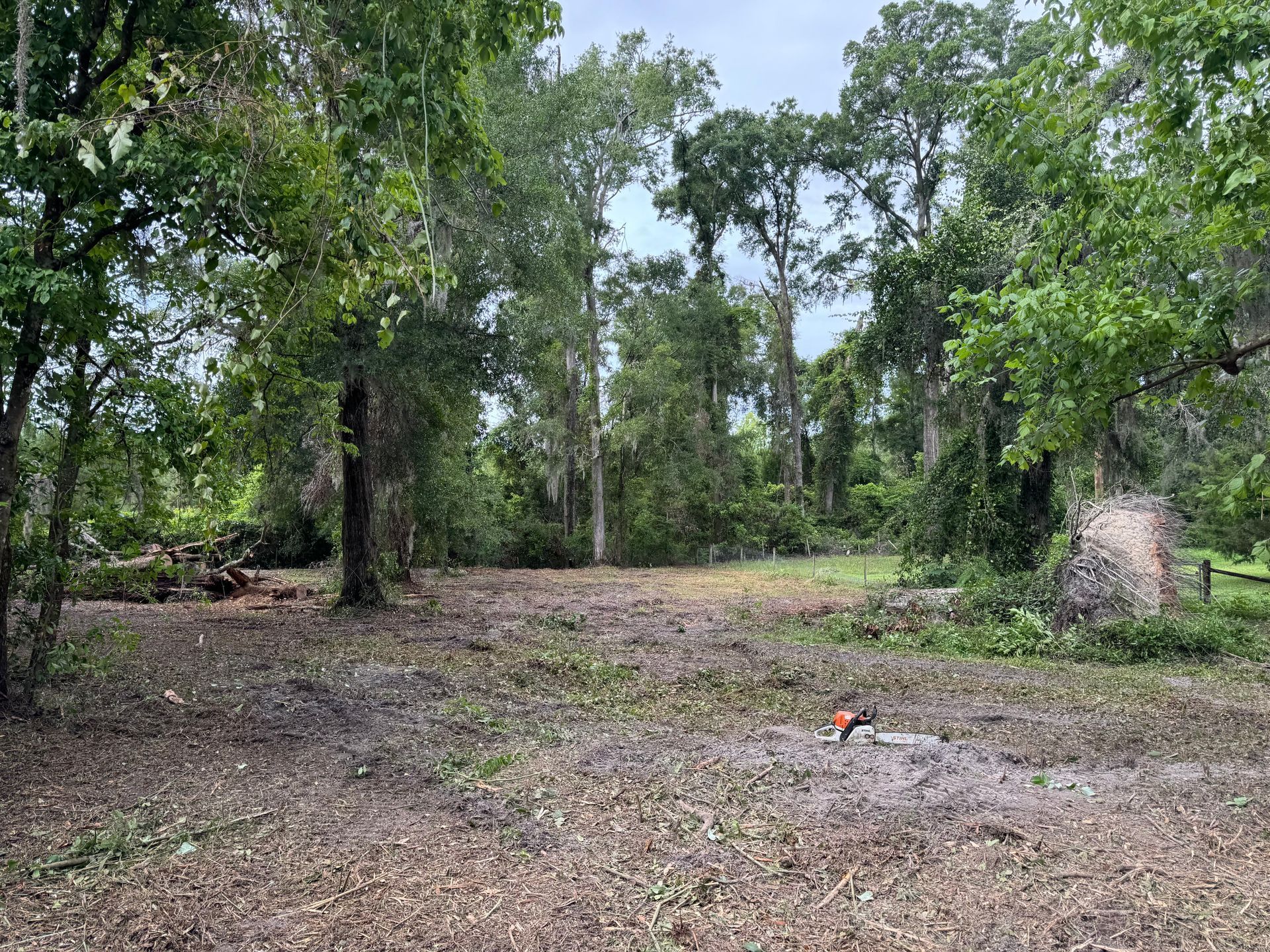 Cleared land surrounded by trees. Ground covered in debris with a chainsaw on the ground.