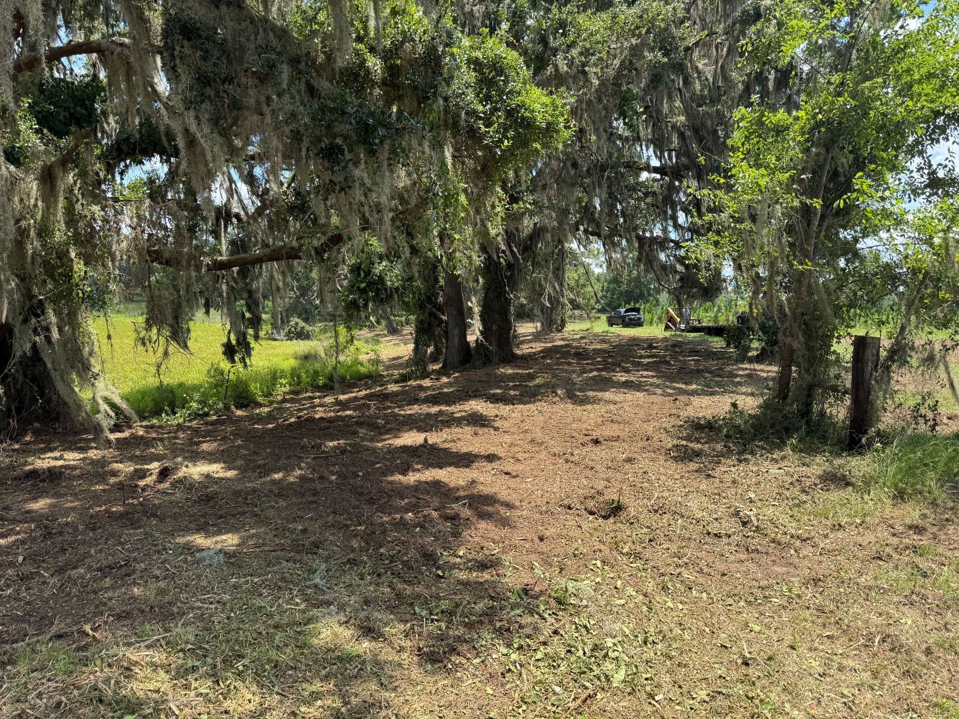 Dirt path under large trees with hanging moss, leading towards a distant vehicle in a grassy field.