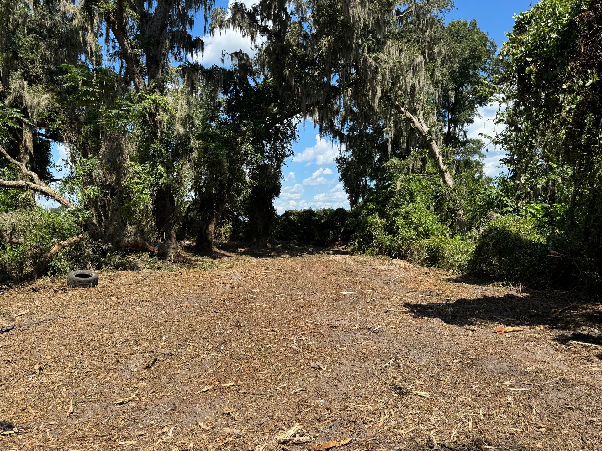 Clearing in woods, brown leaves on ground, trees with Spanish moss, bright blue sky visible in the distance.