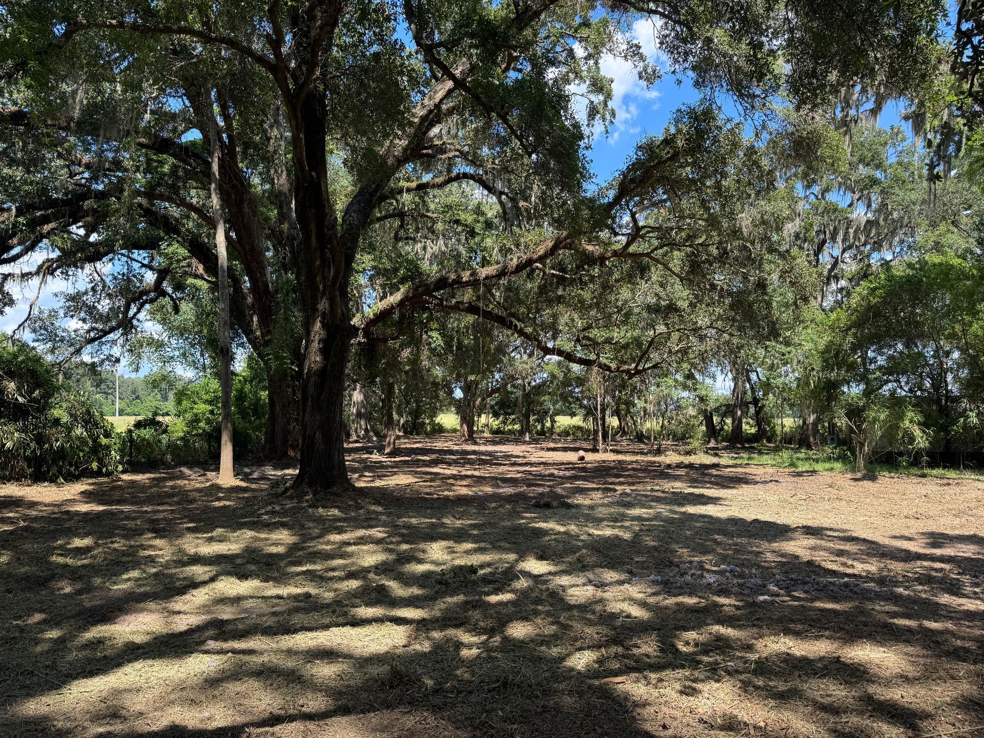 Large oak tree shades a clearing in a wooded area, casting shadows on the ground.