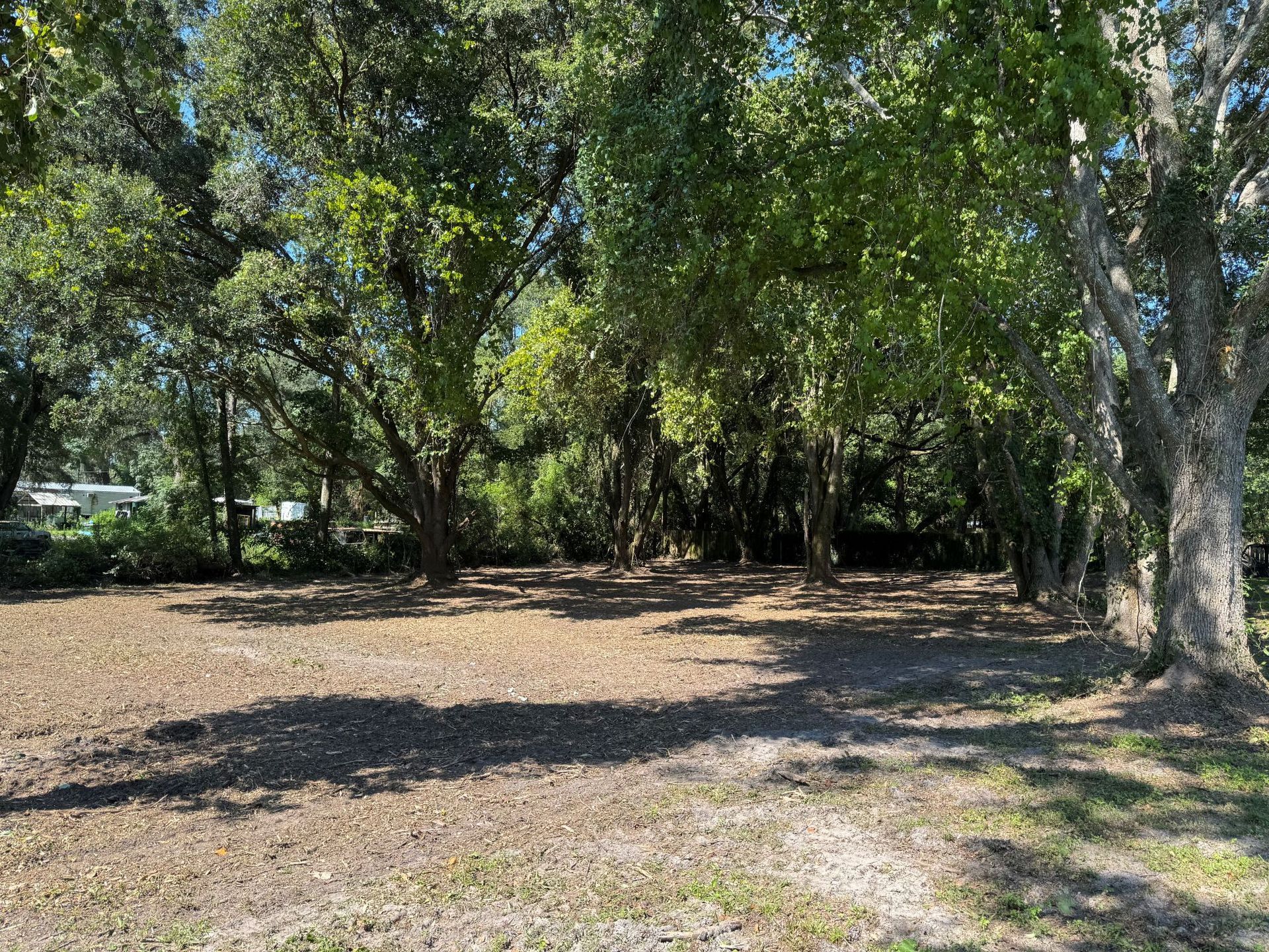 Clearing with scattered leaves under large trees, sunlight dappling the ground.