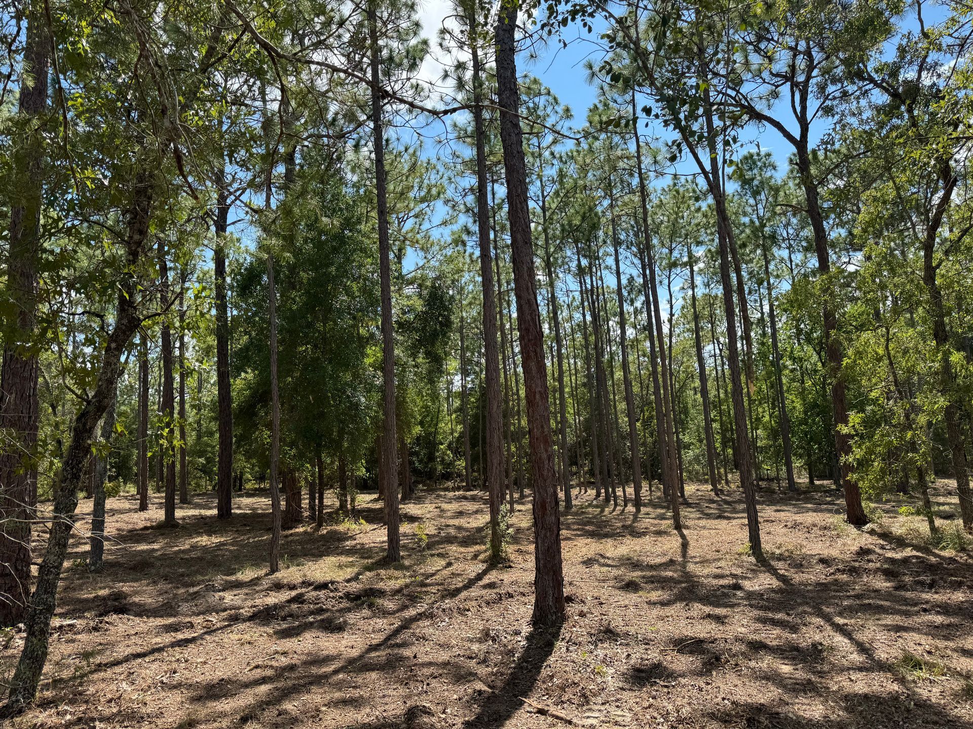 Forest with tall, slender trees, sun dappling the ground.