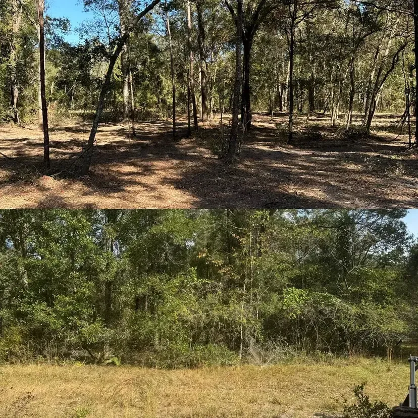 Two forest scenes: upper one is sparse with fallen leaves, lower one is lush green.