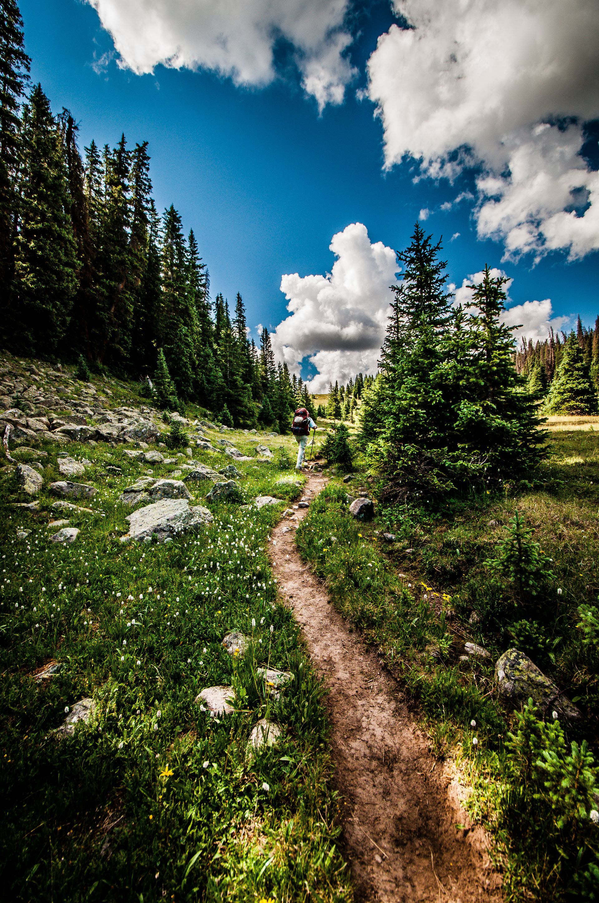 Narrow dirt trail through lush green meadow and pine trees under a bright blue sky with clouds