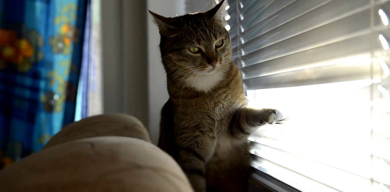 What Are Cat Proof Blinds