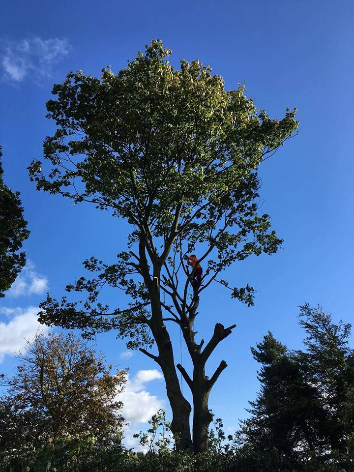 Fully qualified tree surgeons