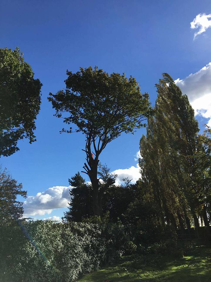 A well established tree surgery company