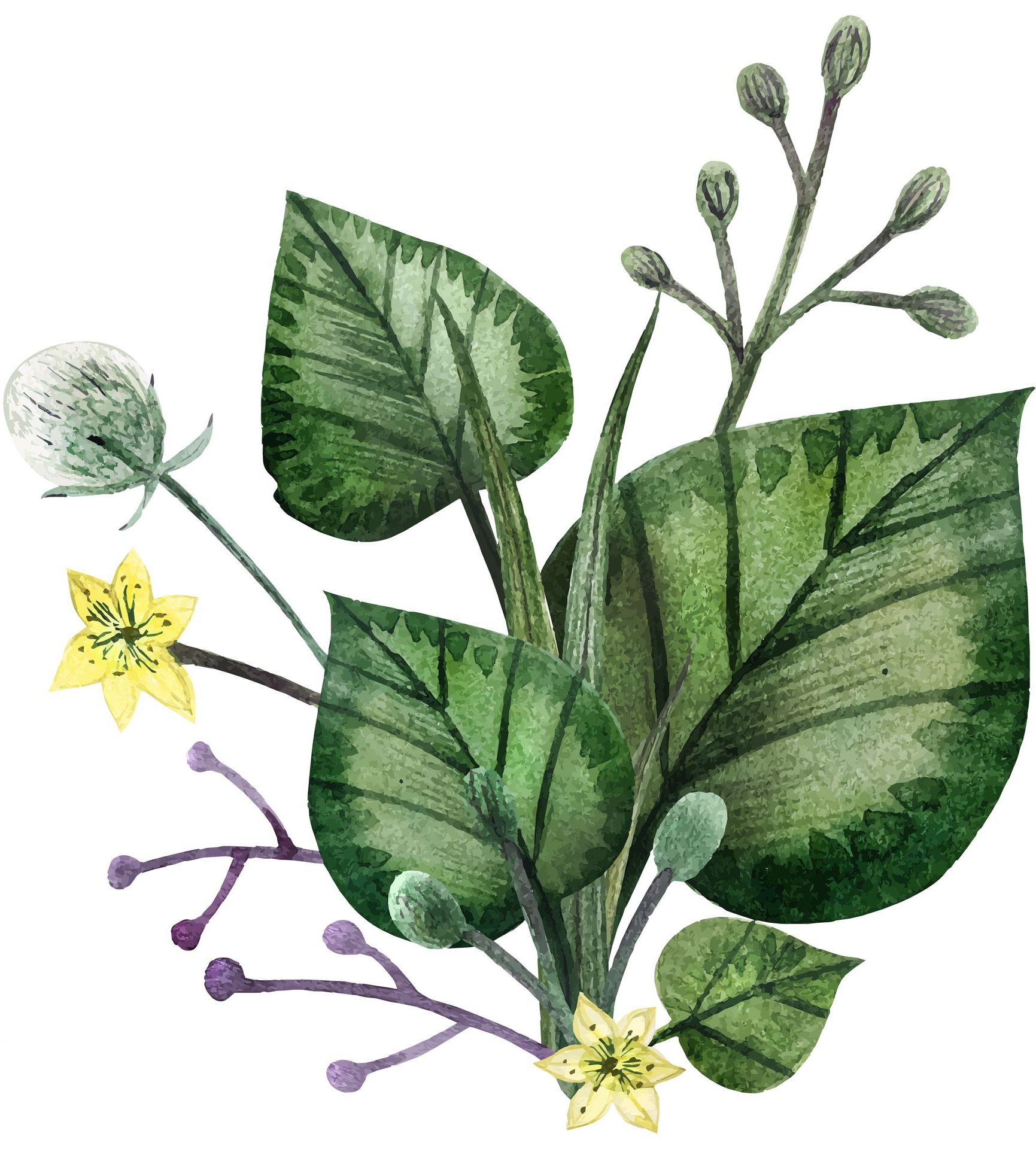 A watercolor illustration of green broad leaves, small yellow flowers, and thin stems with buds against a white background.