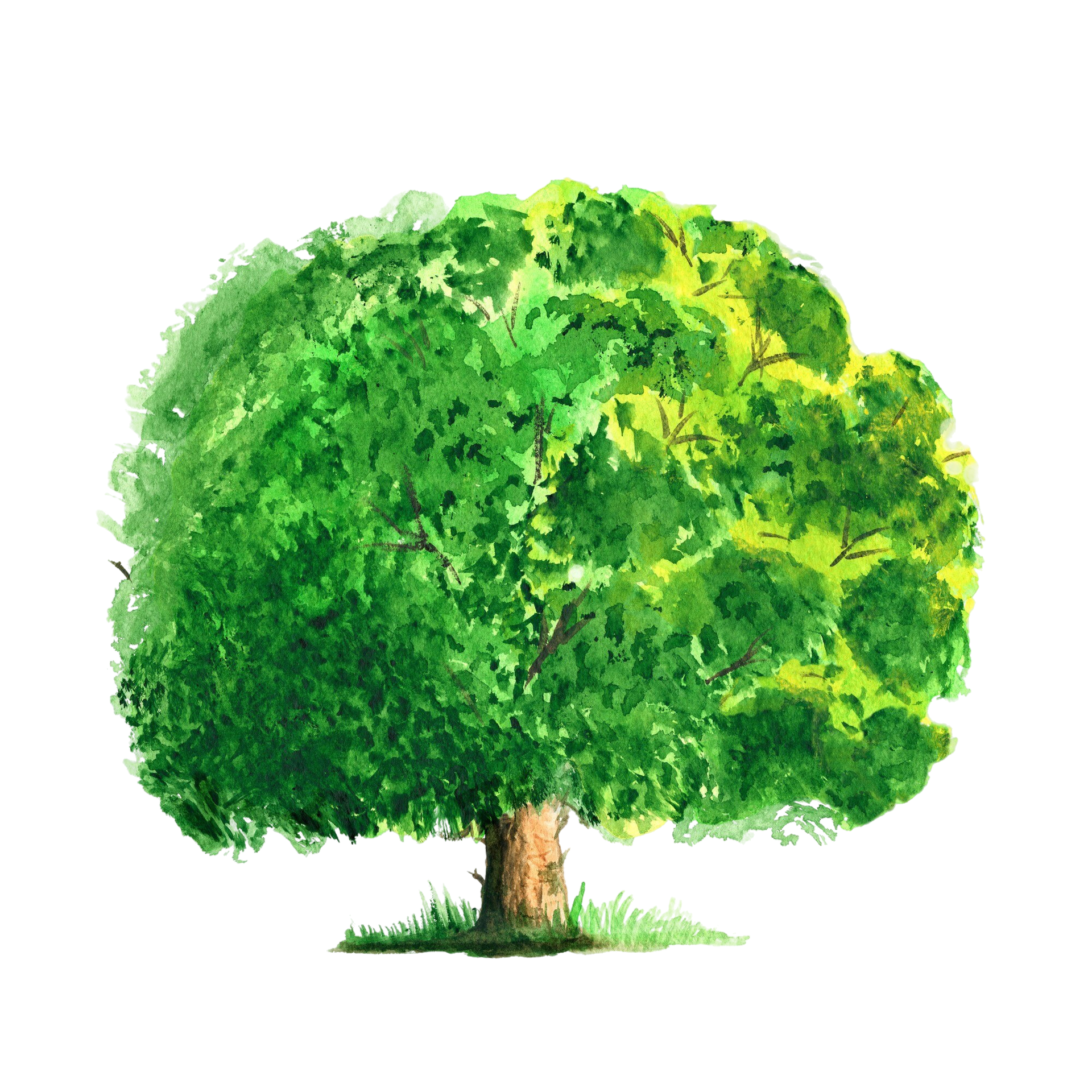 ein großer grüner Baum. Unten am Stamm ist ein wenig Gras. Kein Hintergrund. Steht für die Kraft der Natur