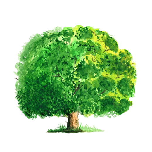 ein großer grüner Baum. Unten am Stamm ist ein wenig Gras. Kein Hintergrund. Steht für die Kraft der Natur