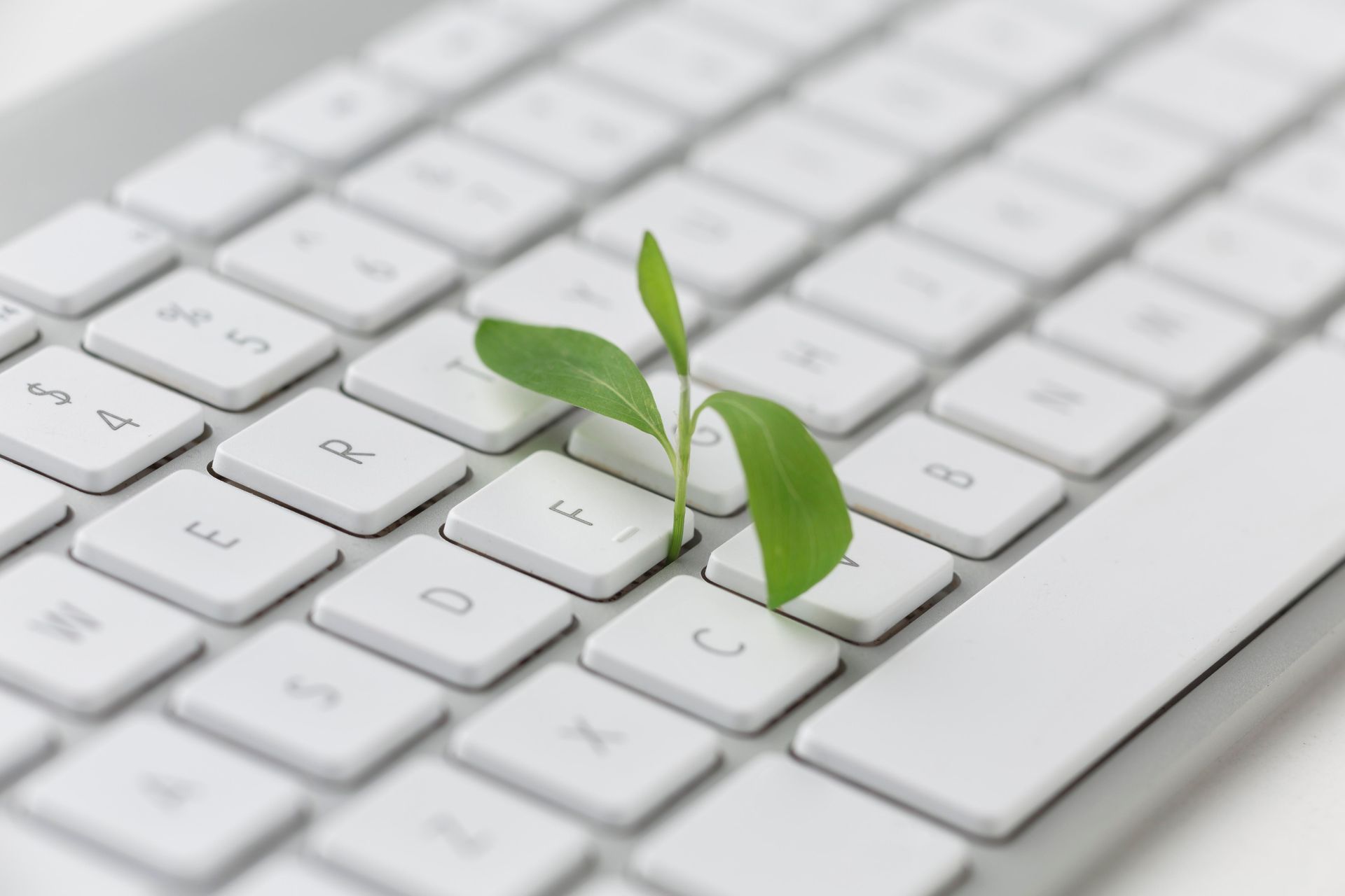 A small green plant sprouting from a white computer keyboard.