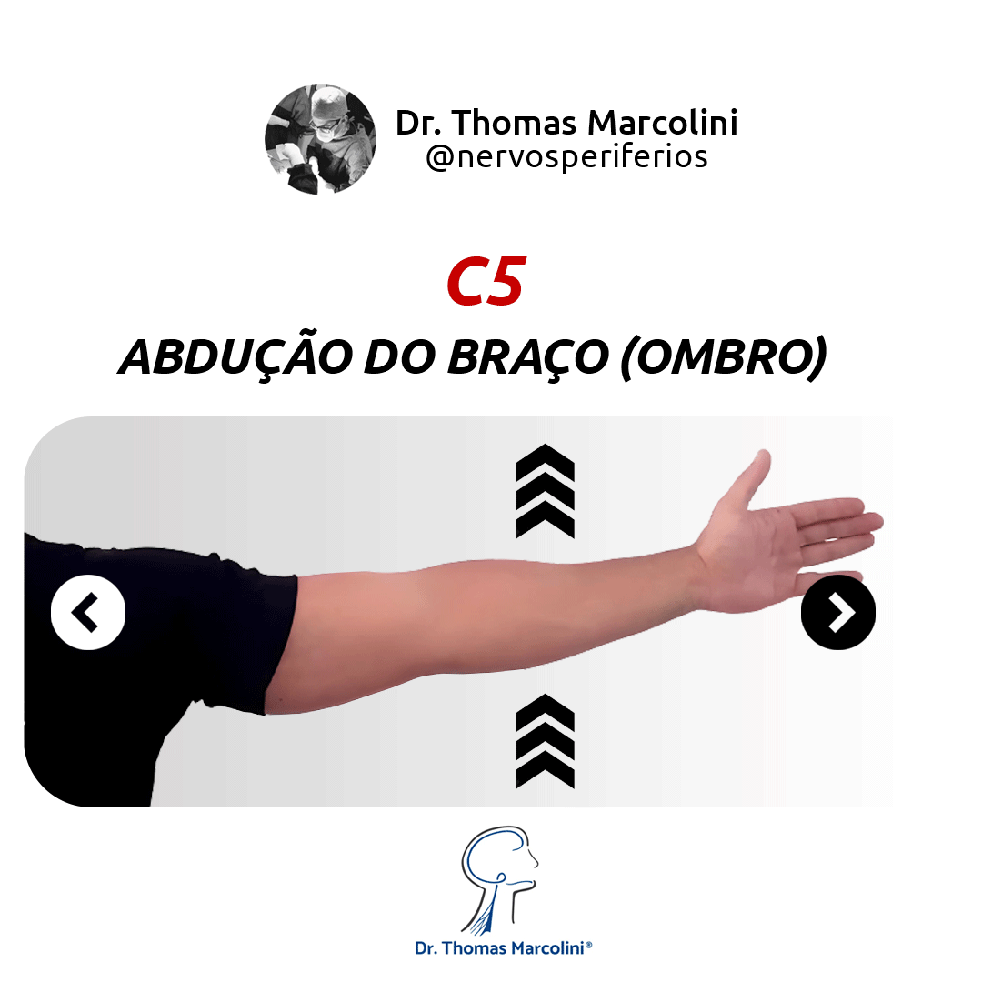 função da raiz de c5 é movimentar o ombro.