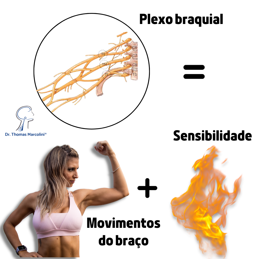 Guia Completo Sobre A Les O Do Plexo Braquial