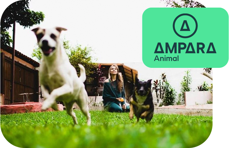 Dos perros corren y una mujer los mira, sentada en el césped. A la izquierda, el logo verde del proyecto Ampara Animal.