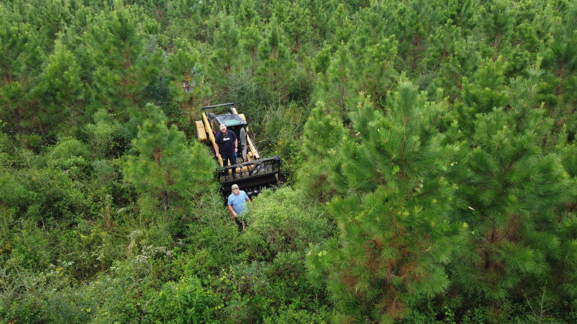 Aerial View of Forest — Pensacola, FL — CCC Land Clearing