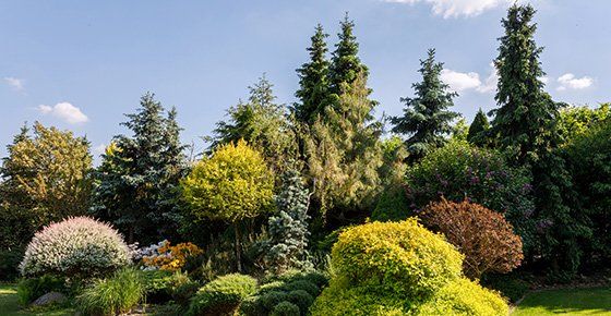 Landscape Garden — Denver, CO — Timberline Gardens Landscaping, Inc.