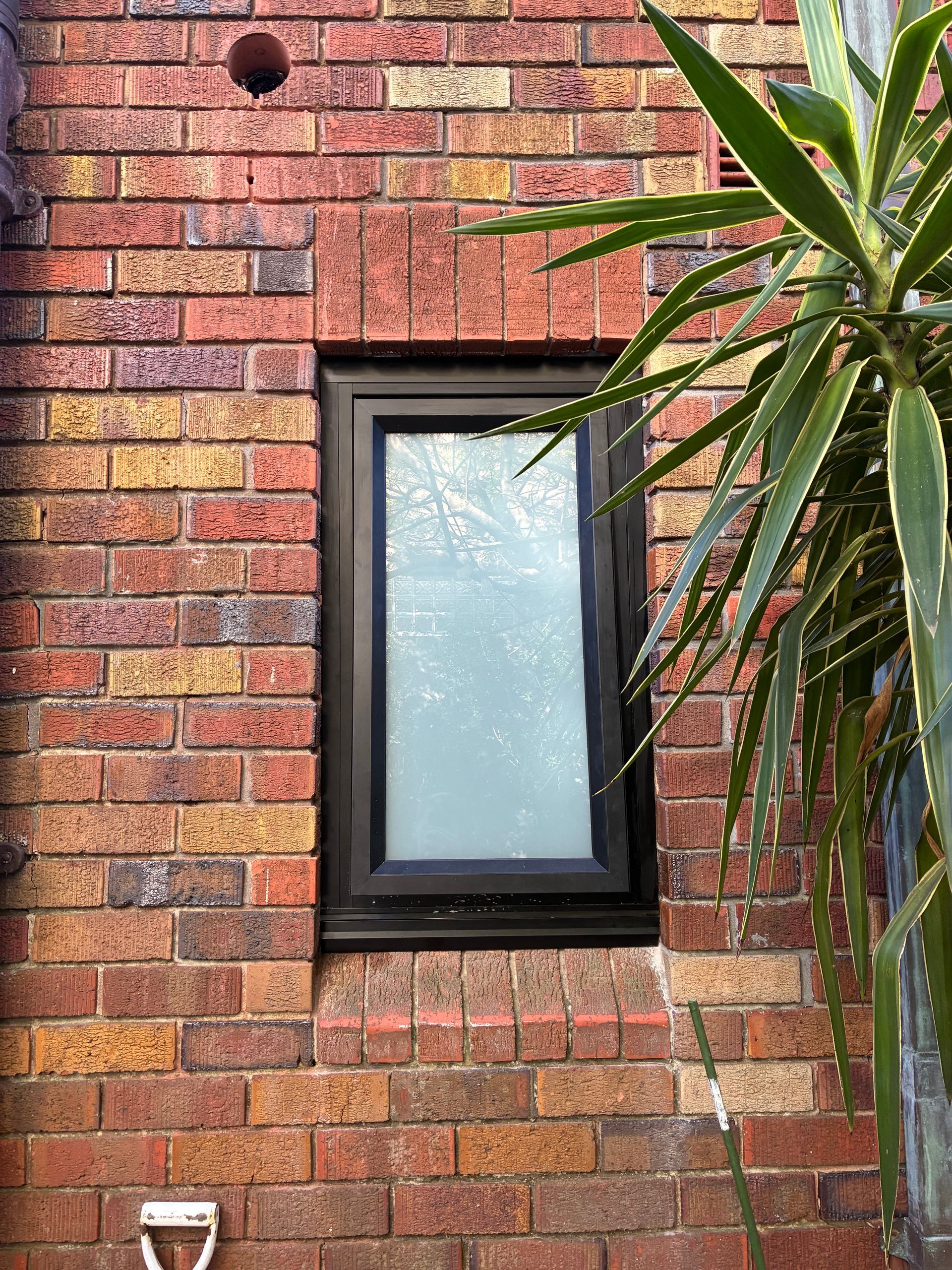 Red brick wall with a small black-framed window and a tall green plant on the right. — Kracken Windows and Doors In Terrey Hills, NSW