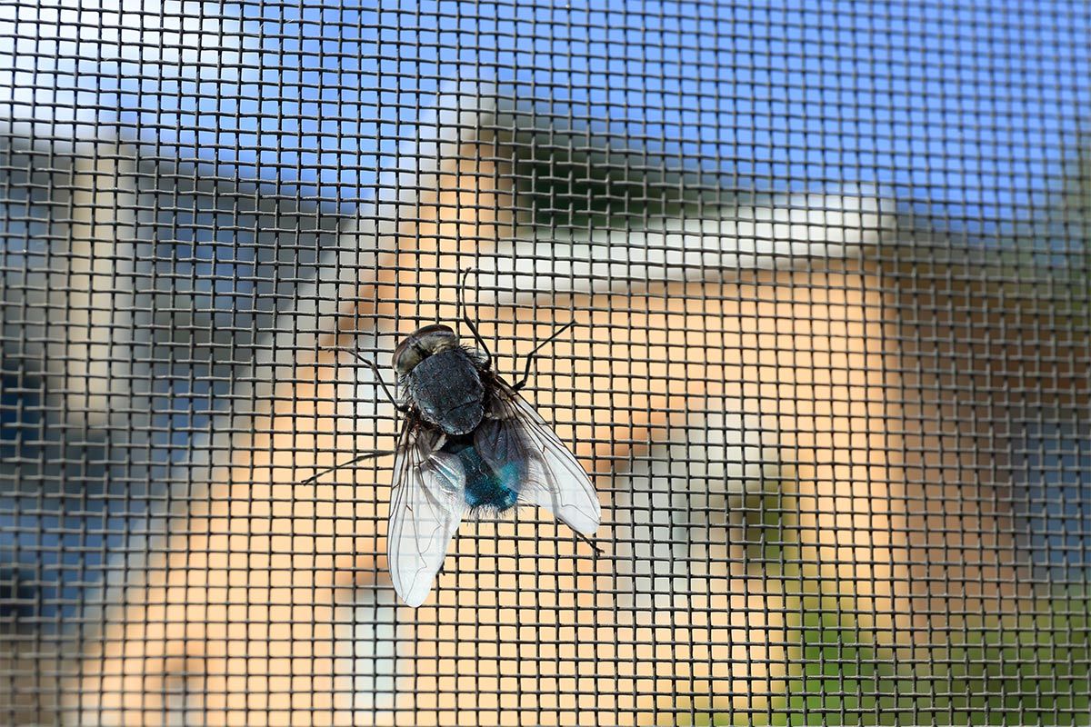 An Insect On A Fly Screen After Repair