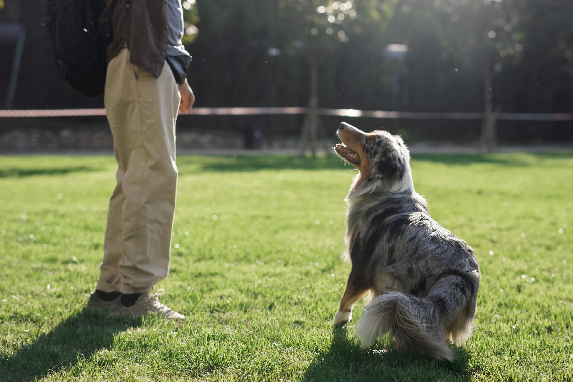 GERARDO EDUCADOR CANINO