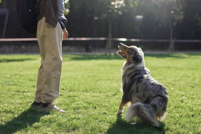 GERARDO EDUCADOR CANINO