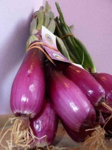 cipolla rossa