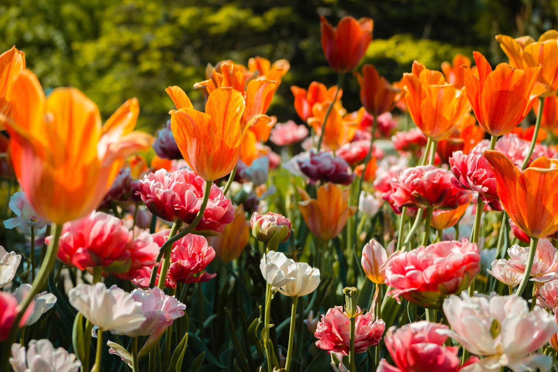 Different Types of Flower — Butler, NJ — Precision Sprinklers